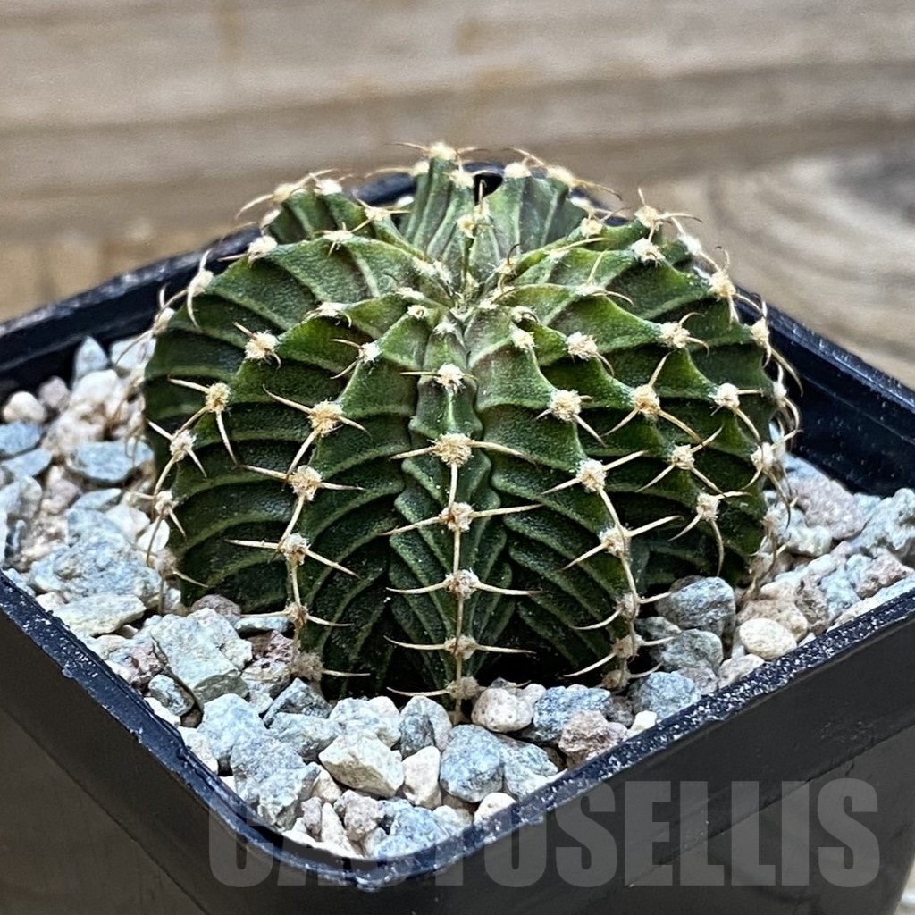 SH23452 Gymnocalycium friedrichii 9R001 - immagine 2