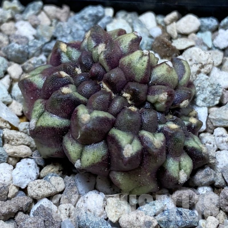 SH23453 Gymnocalycium mihanovichii ‘Day Dream’ f. cristata