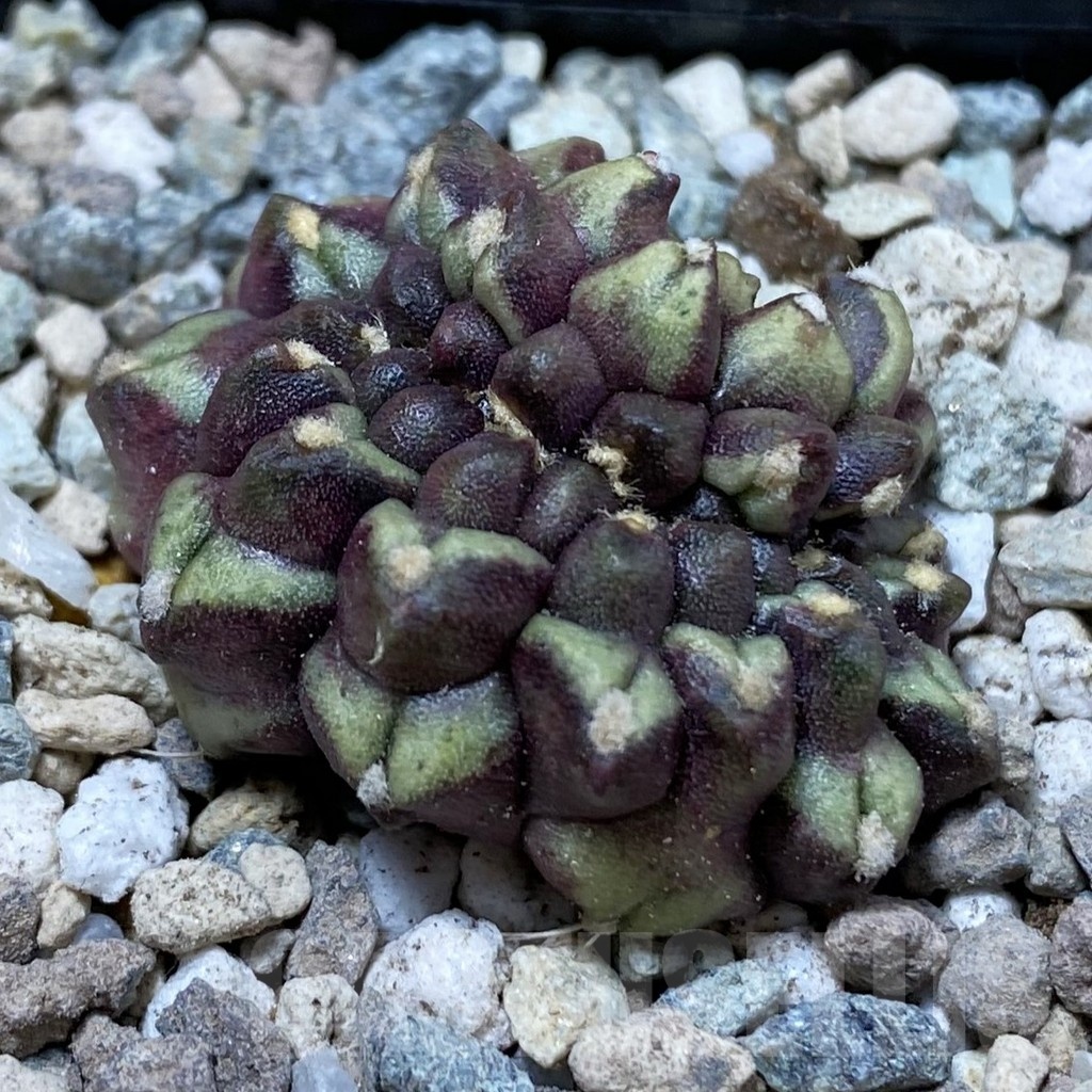 SH23453 Gymnocalycium mihanovichii ‘Day Dream’ f. cristata
