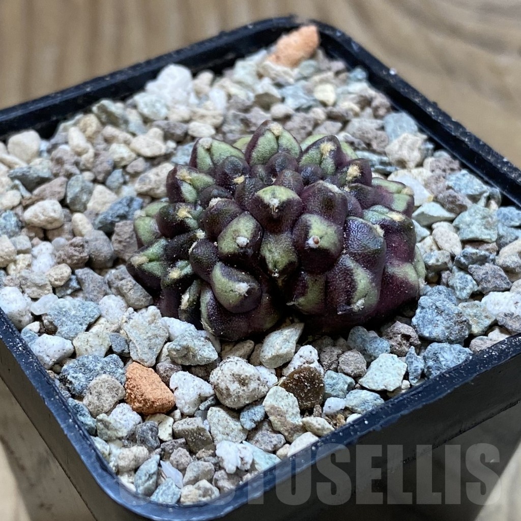 SH23453 Gymnocalycium mihanovichii ‘Day Dream’ f. cristata - immagine 2