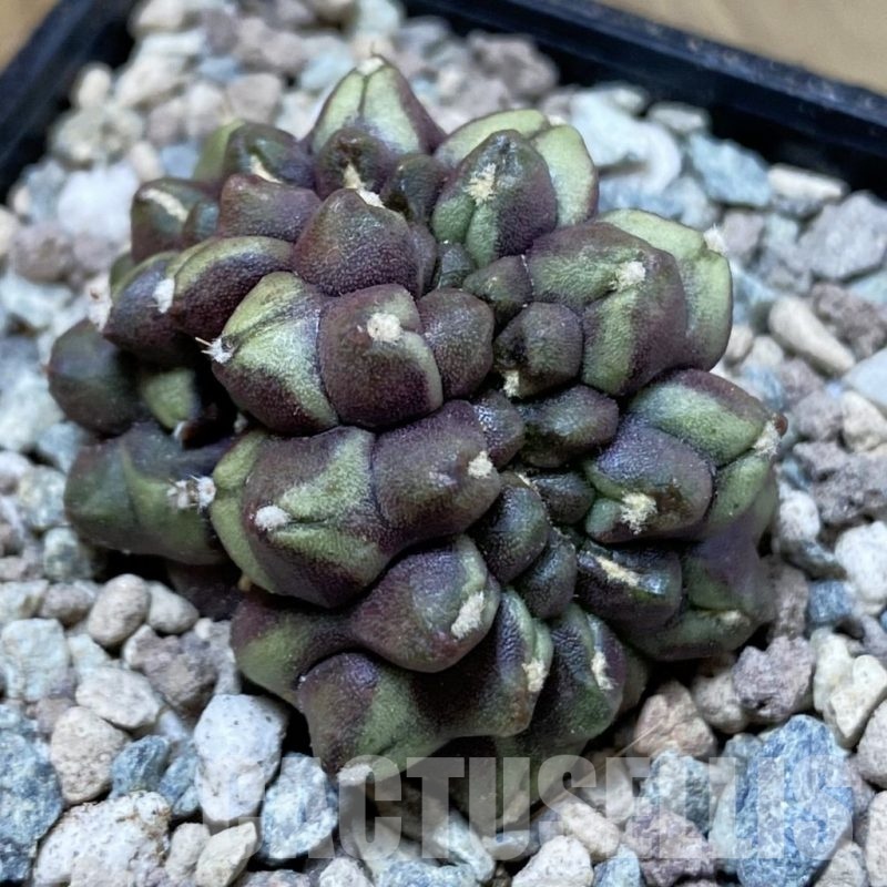 SH23454 Gymnocalycium mihanovichii ‘Day Dream’ f. cristata