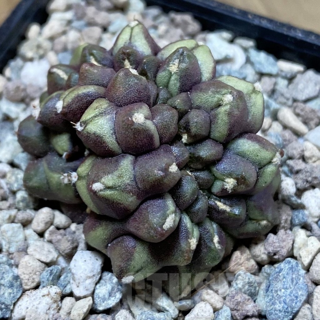 SH23454 Gymnocalycium mihanovichii ‘Day Dream’ f. cristata