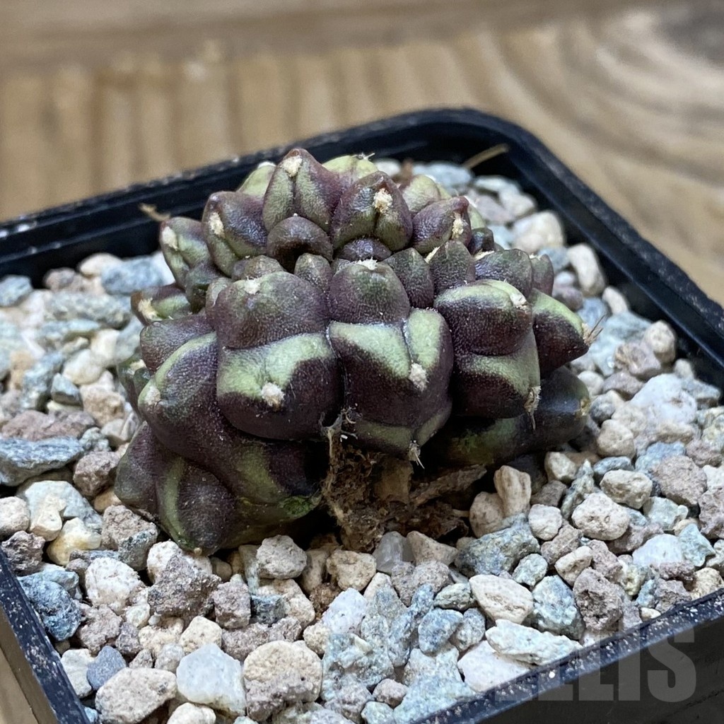SH23454 Gymnocalycium mihanovichii ‘Day Dream’ f. cristata - Image 2
