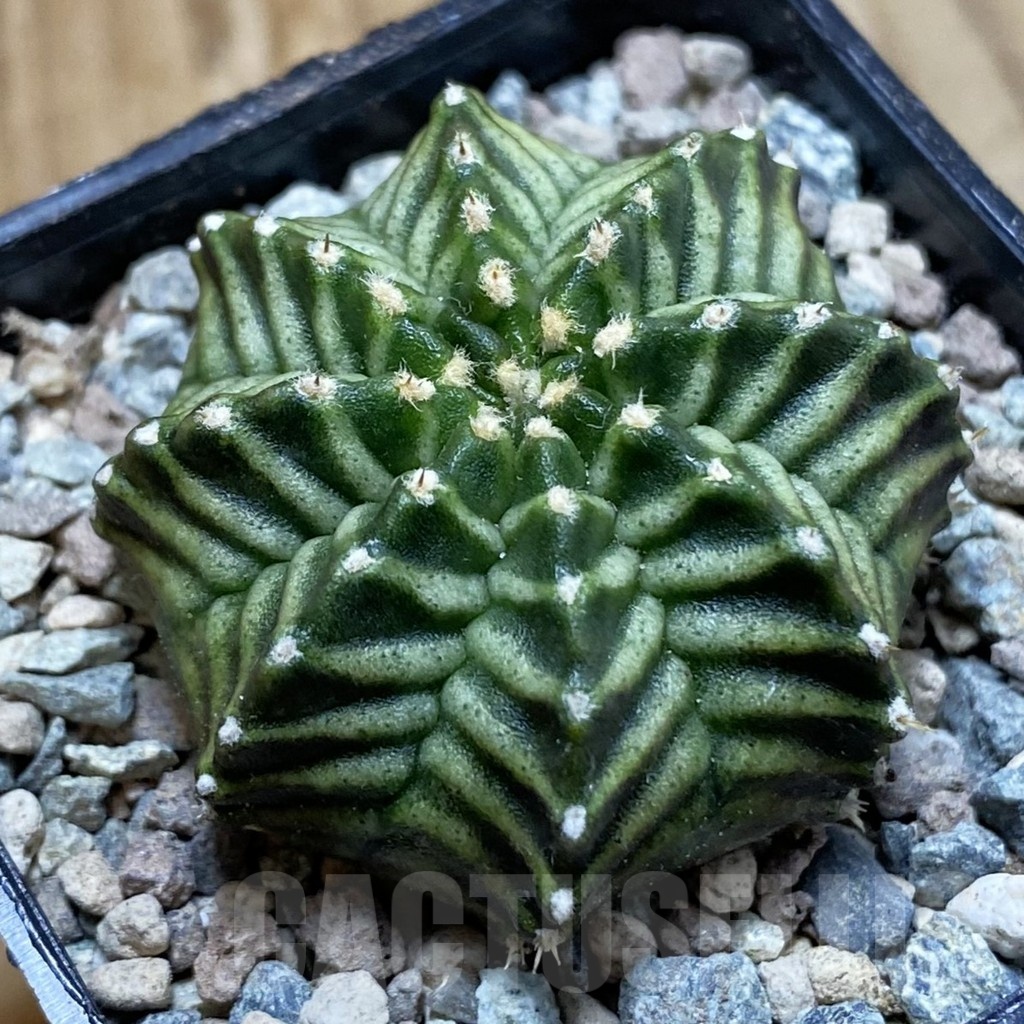 SH23455 Gymnocalycium mihanovichii ‘Pandan'
