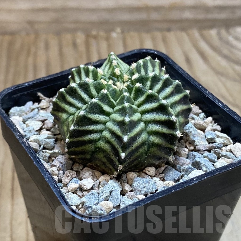 SH23455 Gymnocalycium mihanovichii ‘Pandan' - Image 2
