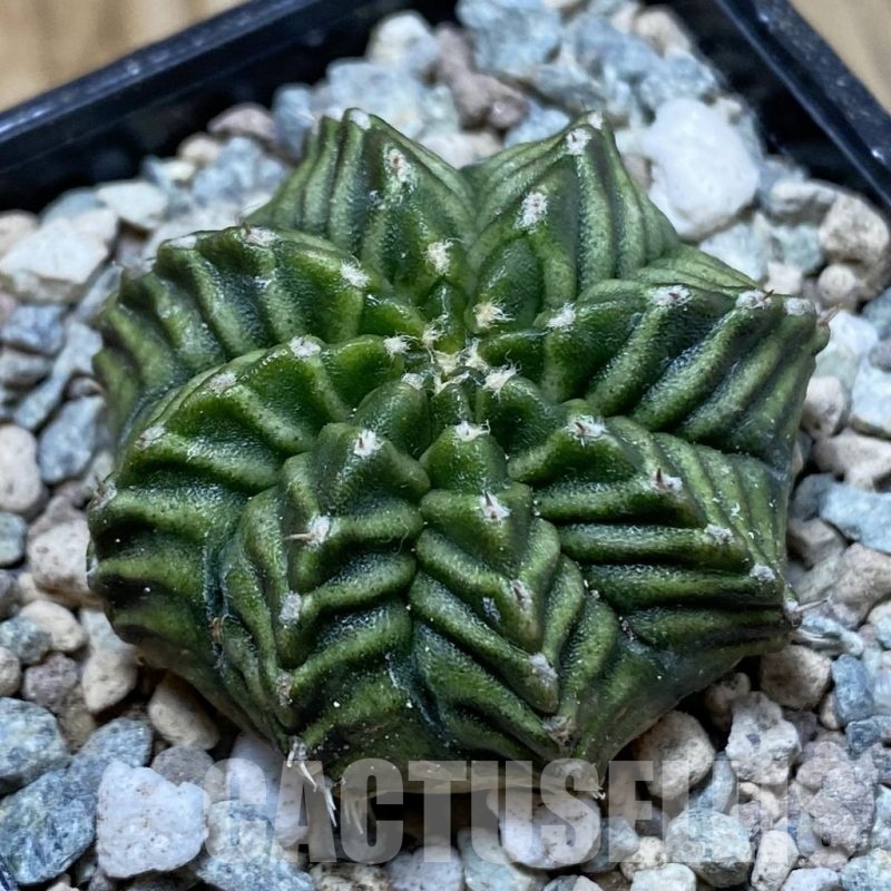 SH23456 Gymnocalycium mihanovichii ‘Pandan'