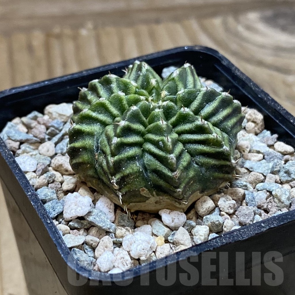 SH23456 Gymnocalycium mihanovichii ‘Pandan' - Image 2