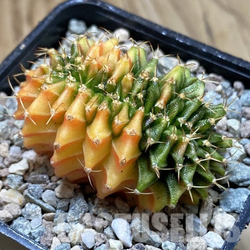 SH23457 Gymnocalycium mihanovichii f. variegata cristata