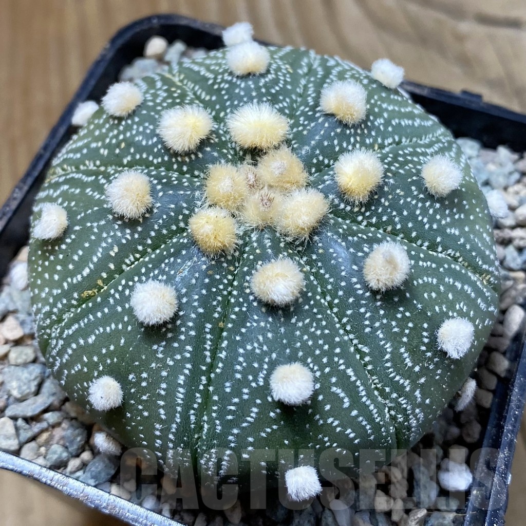 SH23415 Astrophytum asterias 'Shinshowa Akabana'