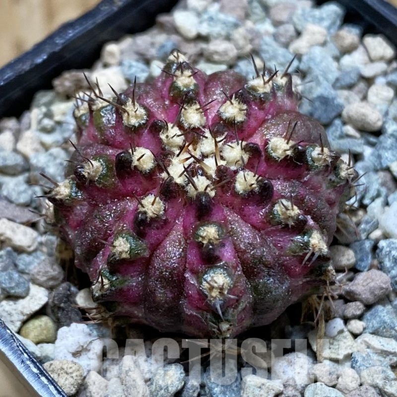 SH23458 Gymnocalycium mihanovichii ‘T-Lux’
