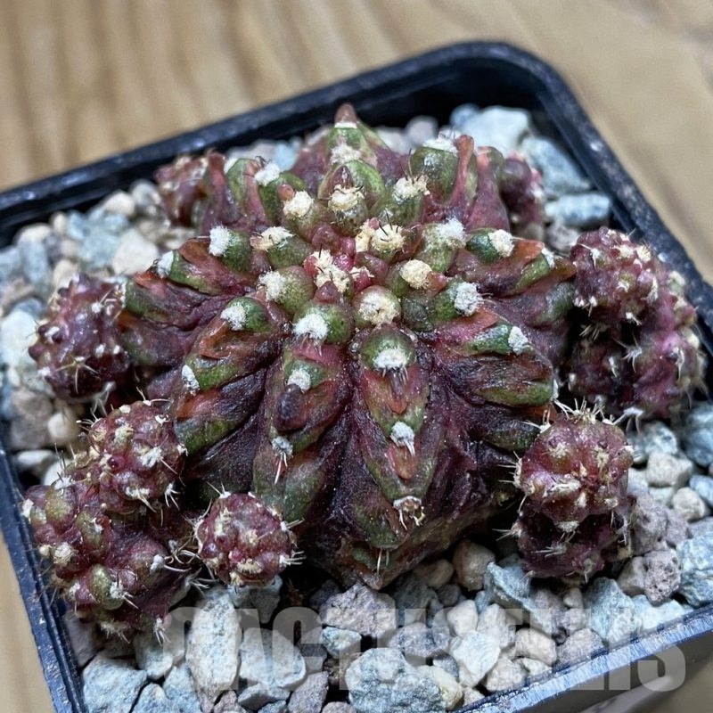 SH23459 Gymnocalycium mihanovichii ‘Super T-Rex’