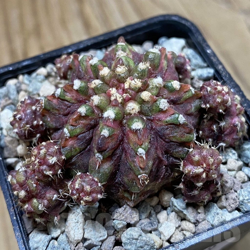 SH23459 Gymnocalycium mihanovichii ‘Super T-Rex’
