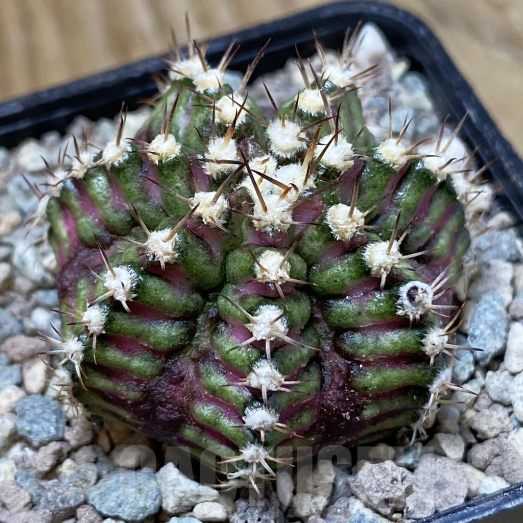 SH23460 Gymnocalycium mihanovichii ‘T-Rex’
