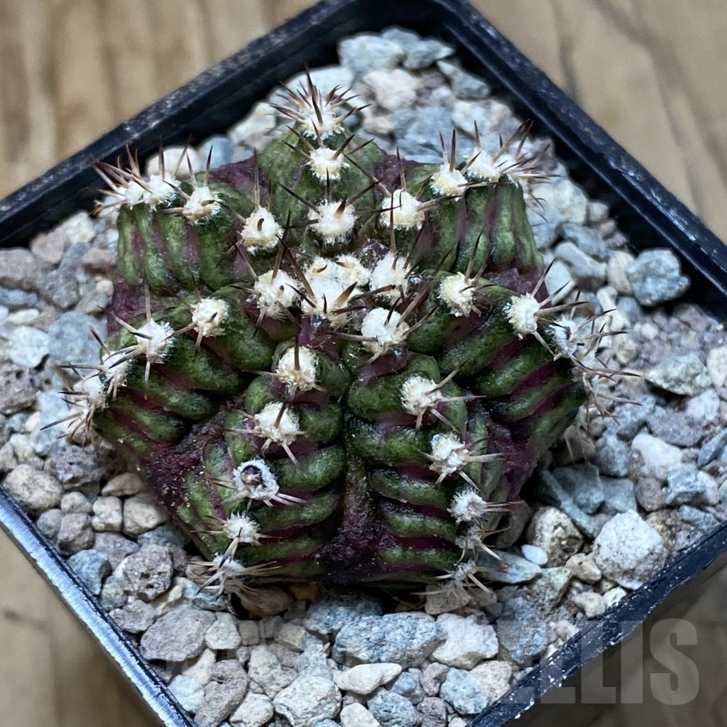 SH23460 Gymnocalycium mihanovichii ‘T-Rex’ - Image 2