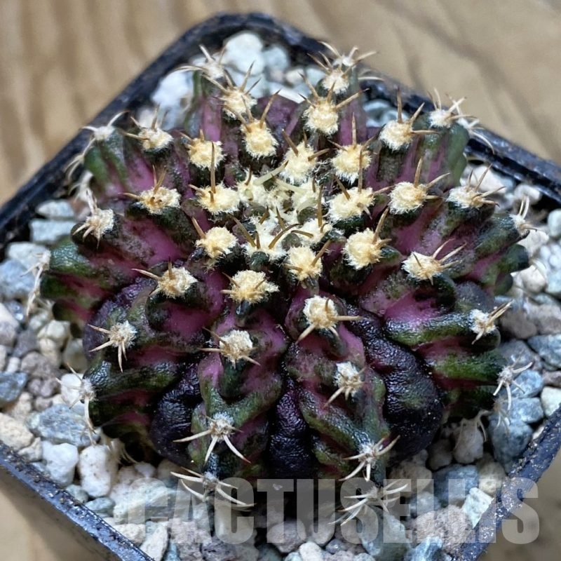 SH23461 Gymnocalycium mihanovichii ‘T-Rex’