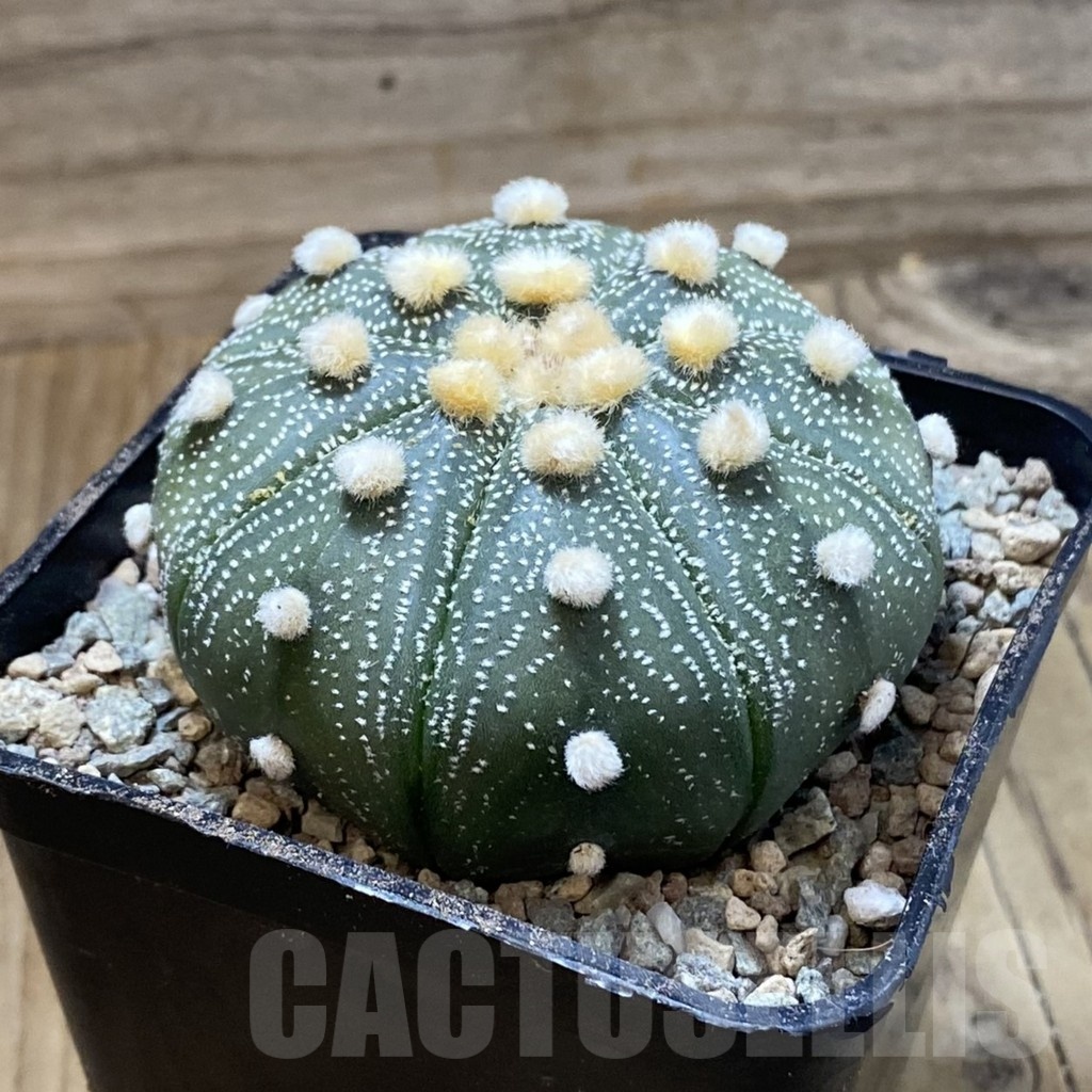 SH23415 Astrophytum asterias 'Shinshowa Akabana' - Image 2