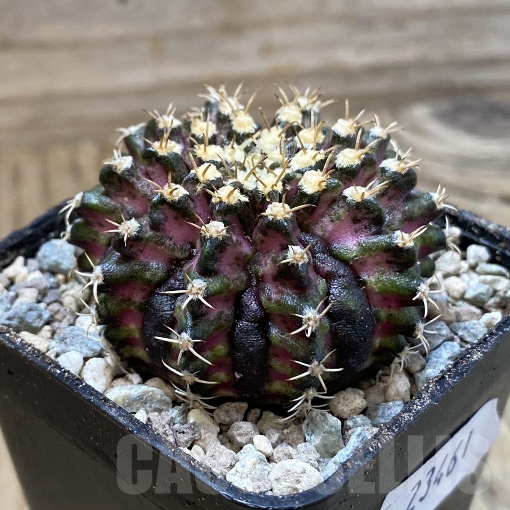 SH23461 Gymnocalycium mihanovichii ‘T-Rex’ - Image 2