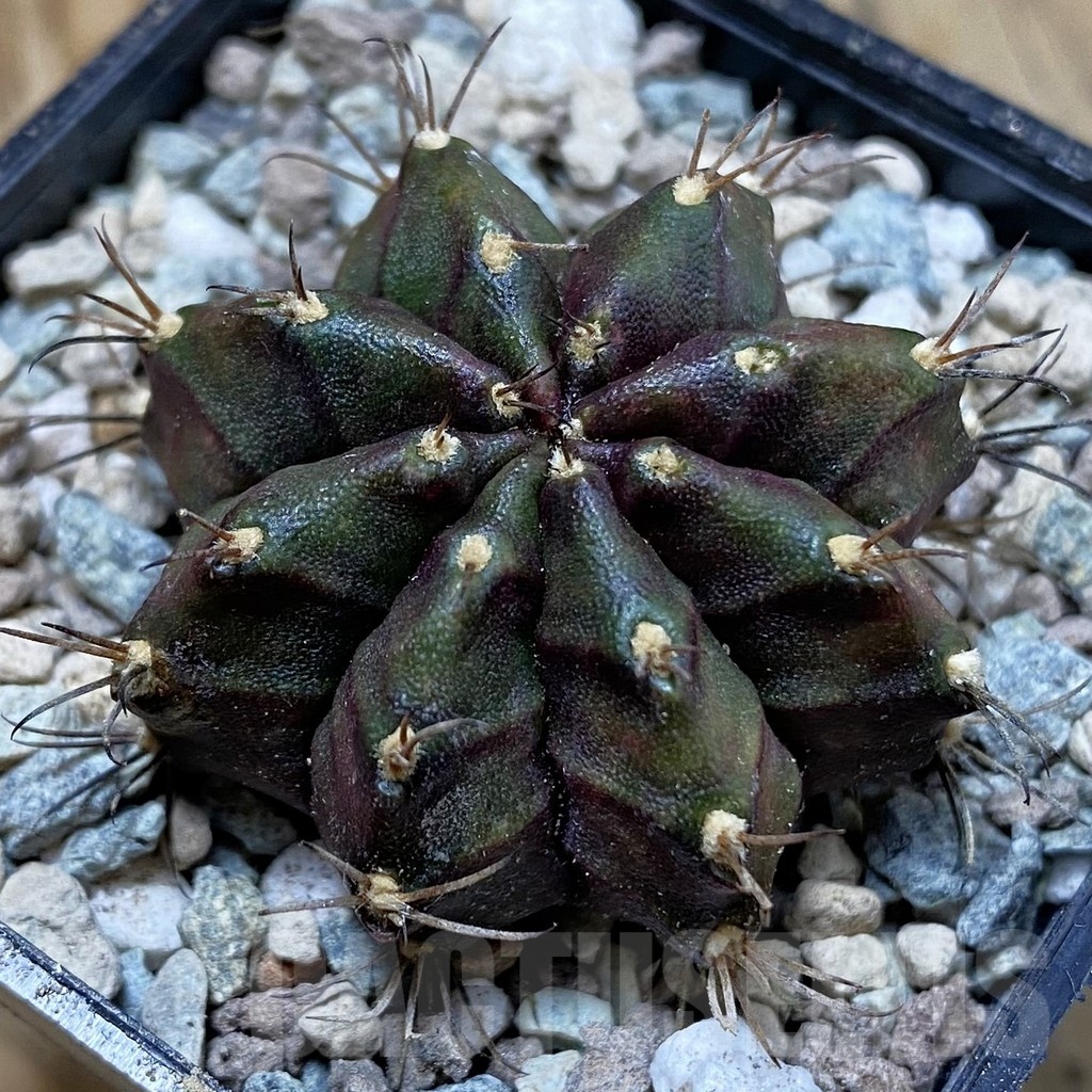 SH23462 Gymnocalycium mihanovichii ‘Black Widow'