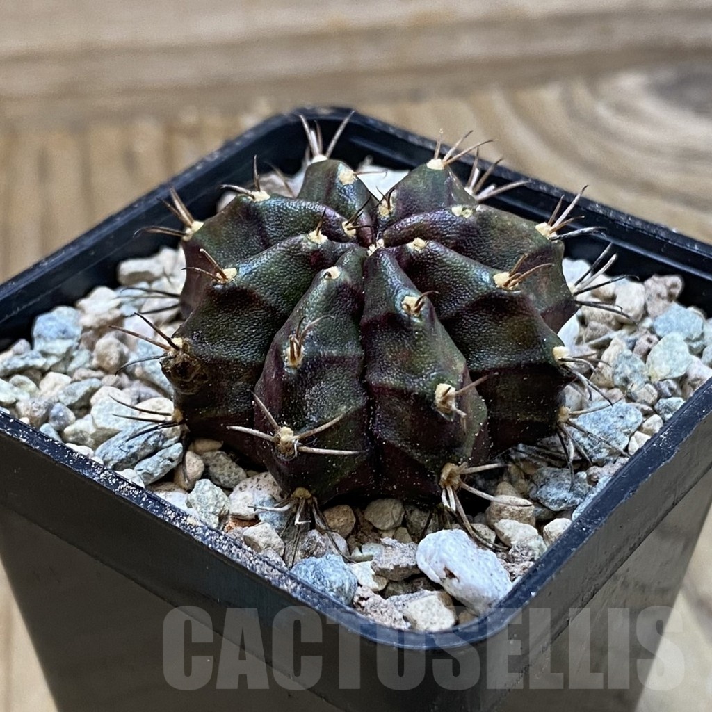 SH23462 Gymnocalycium mihanovichii ‘Black Widow' - Image 2