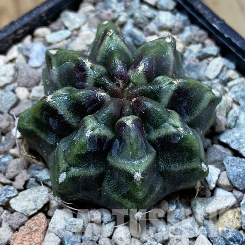 SH23463 Gymnocalycium mihanovichii ‘Day Dream’