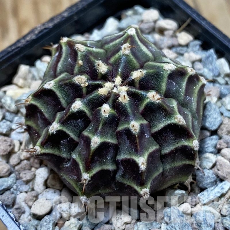 SH23464 Gymnocalycium mihanovichii ‘The Angel’
