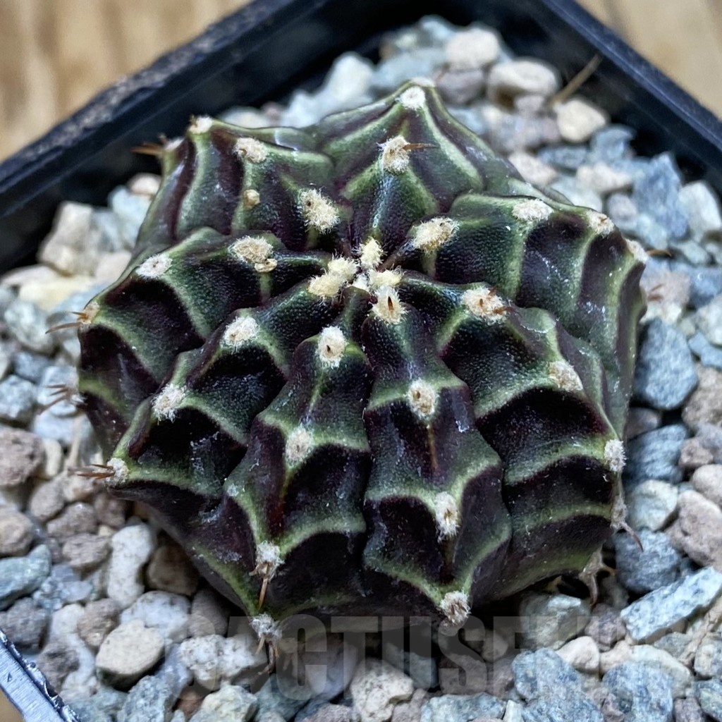 SH23464 Gymnocalycium mihanovichii ‘The Angel’