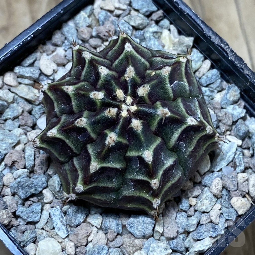 SH23464 Gymnocalycium mihanovichii ‘The Angel’ - Image 2