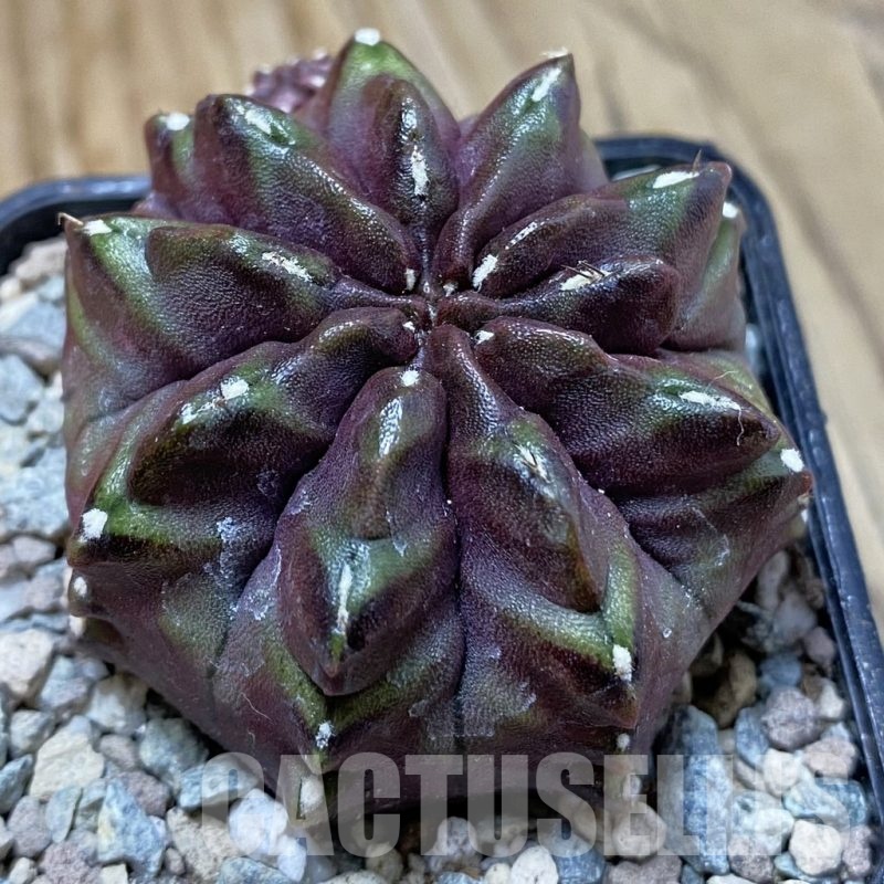 SH23465 Gymnocalycium mihanovichii ‘Nana’, seedling