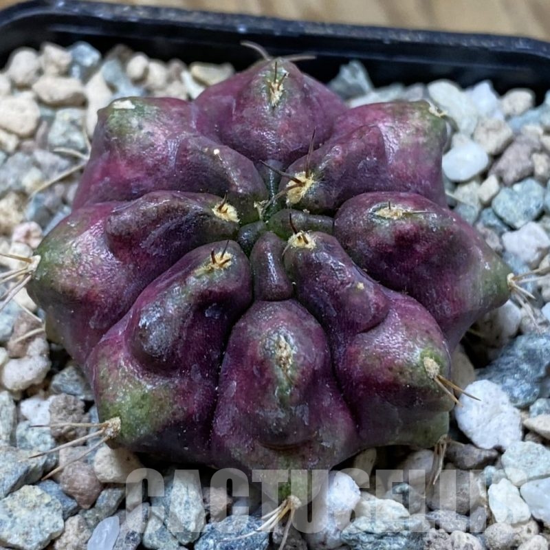 SH23466 Gymnocalycium mihanovichii 'Thanos'