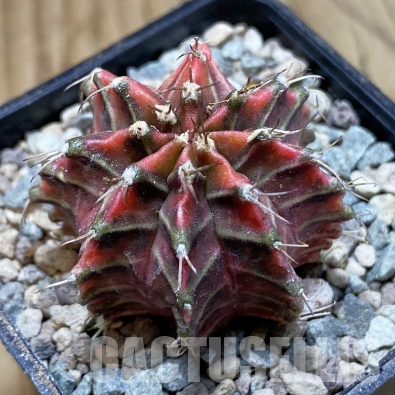 SH23467 Gymnocalycium mihanovichii 'Gussarari'