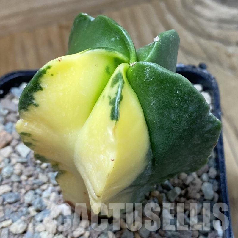 SH23416 Astrophytum myriostigma f. variegata