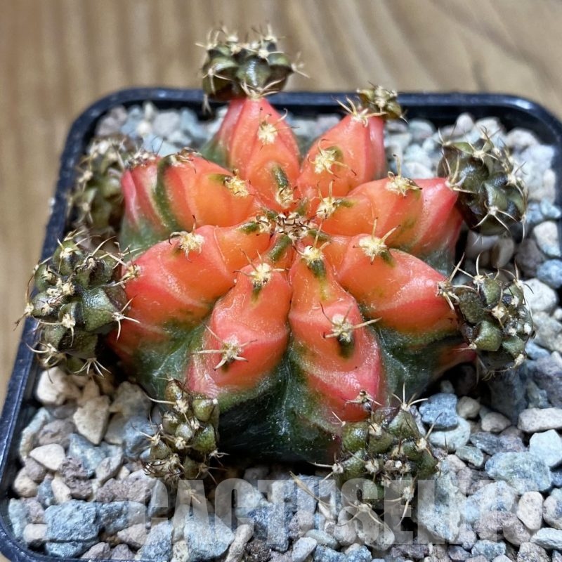 SH23469 Gymnocalycium mihanovichii ‘French Fuchsia’