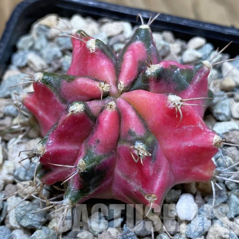 SH23471 Gymnocalycium mihanovichii ‘Pink Star’