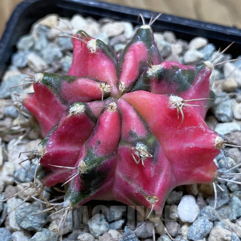 SH23471 Gymnocalycium mihanovichii ‘Pink Star’