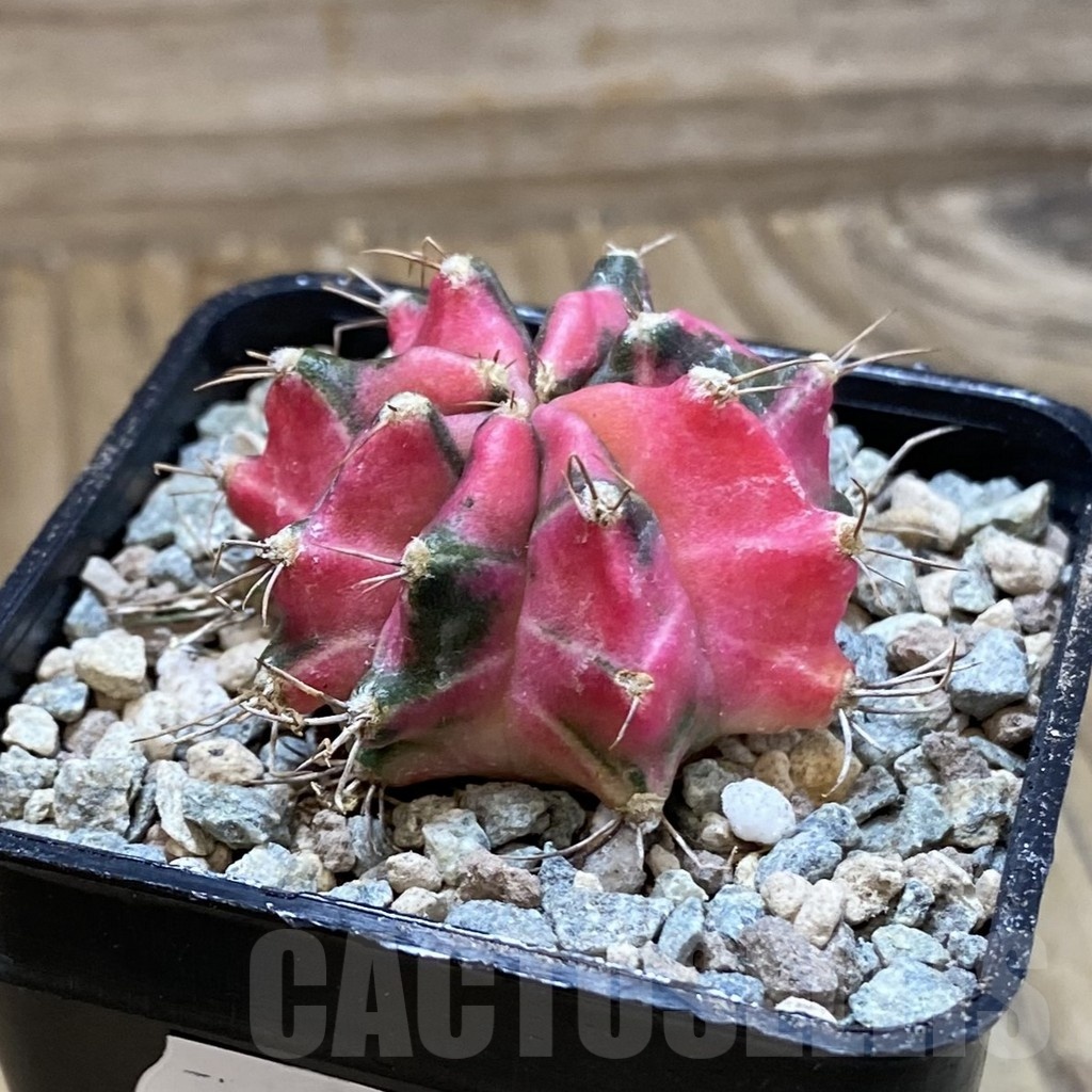 SH23471 Gymnocalycium mihanovichii ‘Pink Star’ - Image 2