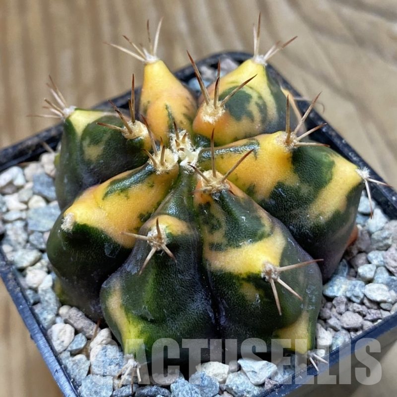SH23472 Gymnocalycium mihanovichii ‘Tiger Skin'