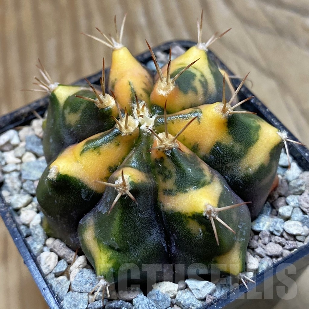 SH23472 Gymnocalycium mihanovichii ‘Tiger Skin'
