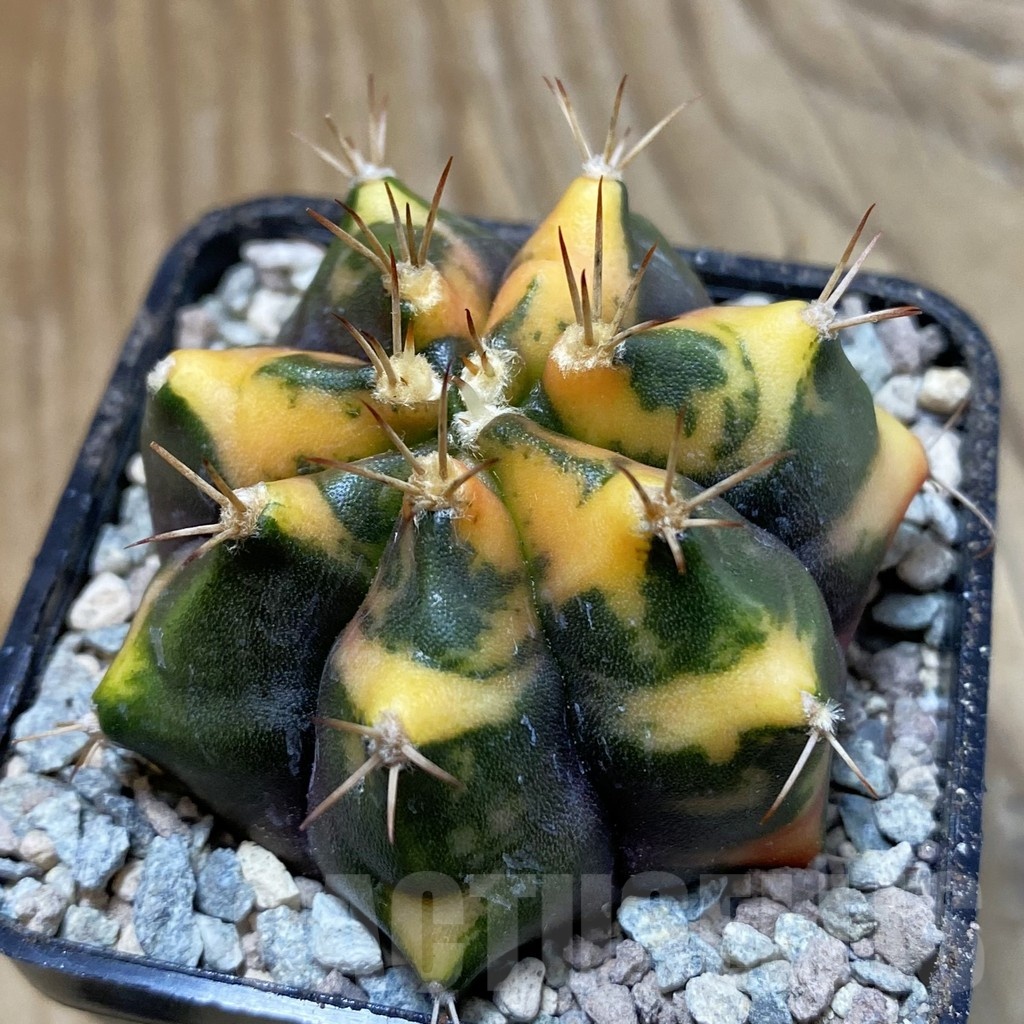 SH23472 Gymnocalycium mihanovichii ‘Tiger Skin' - immagine 2