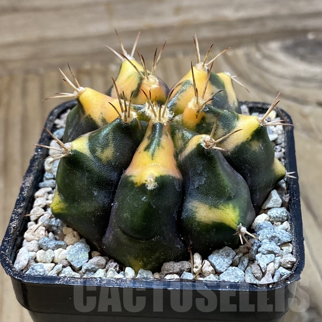 SH23472 Gymnocalycium mihanovichii ‘Tiger Skin' - immagine 3