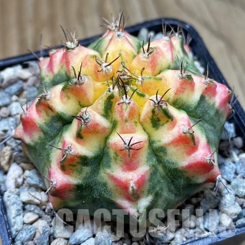 SH23473 Gymnocalycium mihanovichii ‘Multicolor’