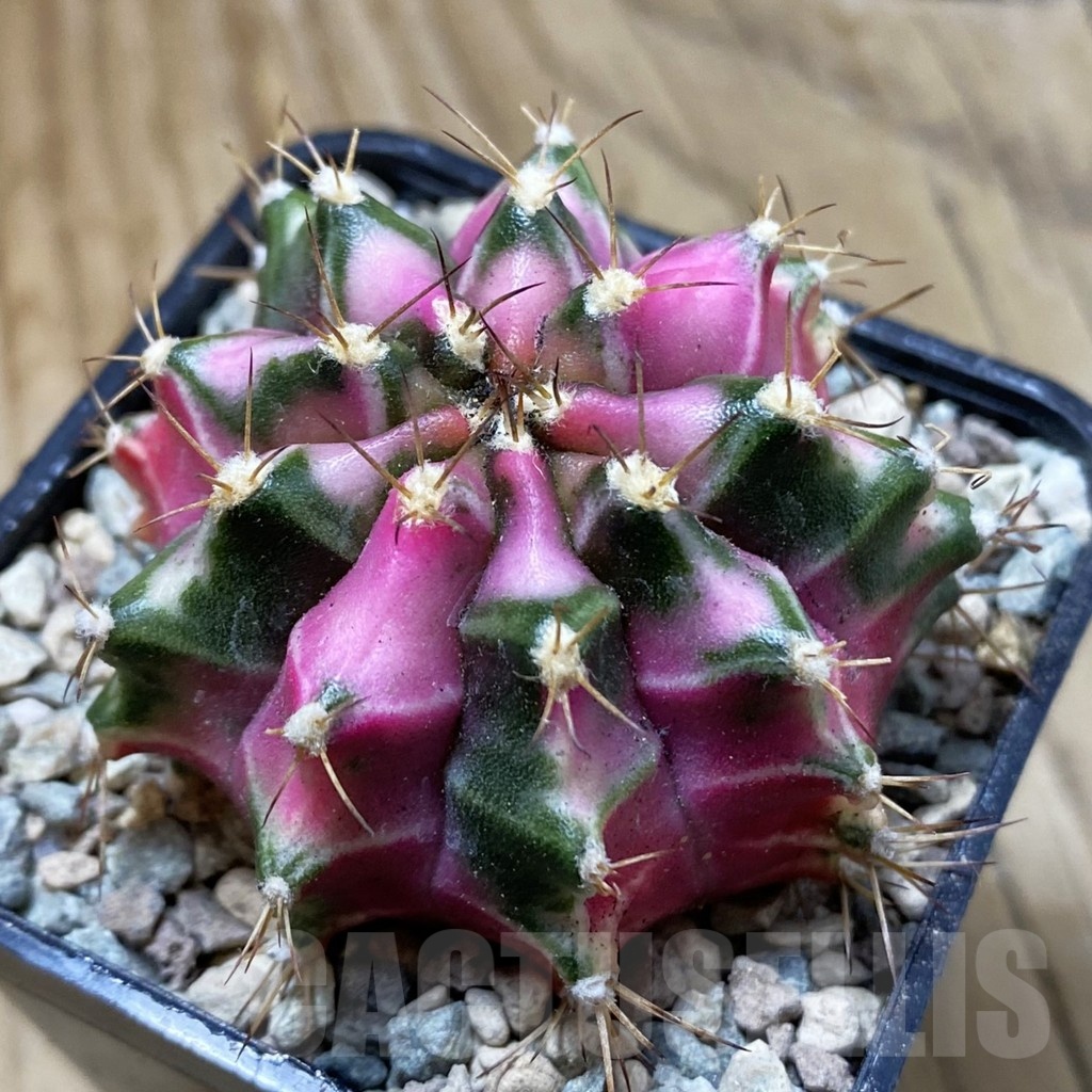 SH23474 Gymnocalycium mihanovichii ‘Pink Diamond’