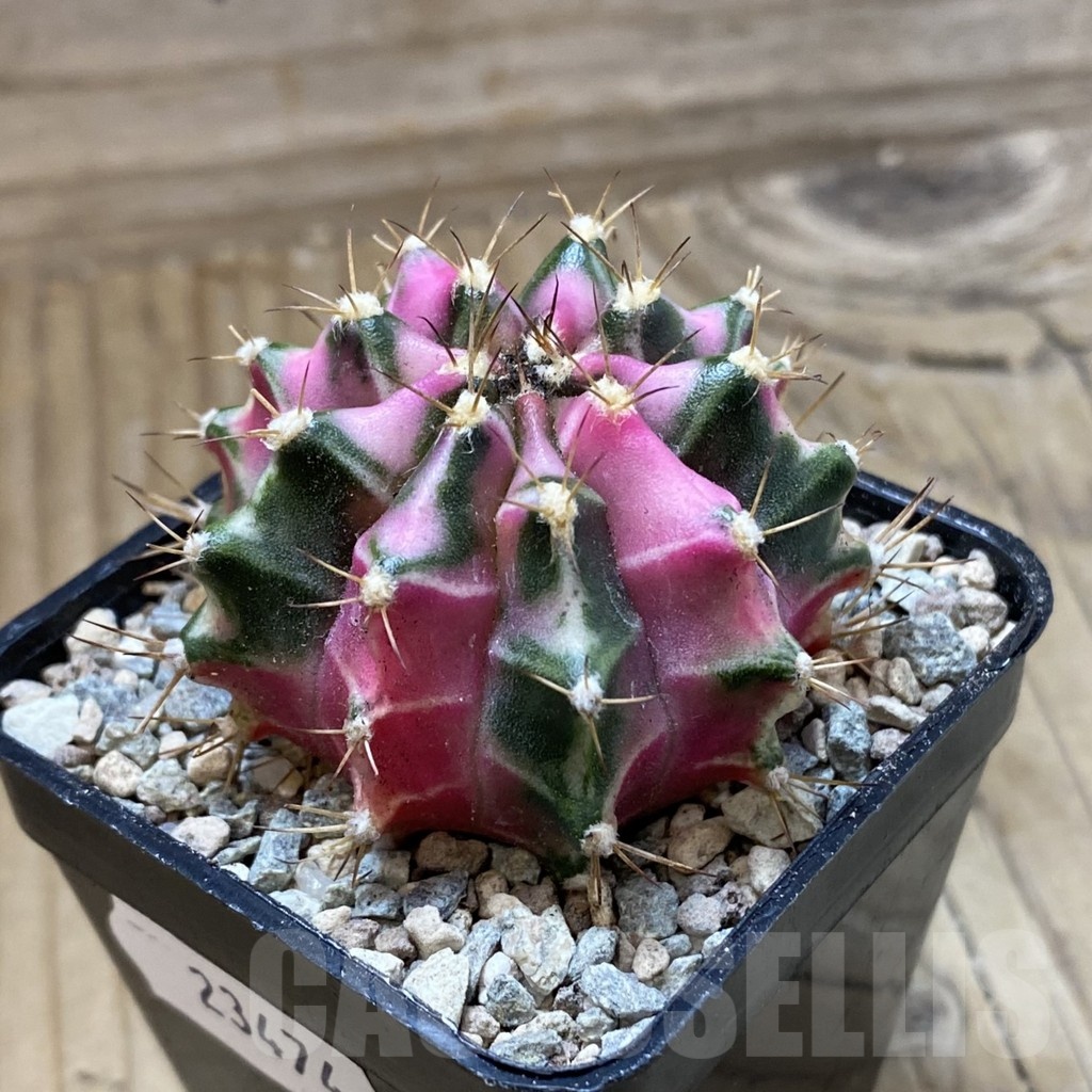 SH23474 Gymnocalycium mihanovichii ‘Pink Diamond’ - Obrázek 2