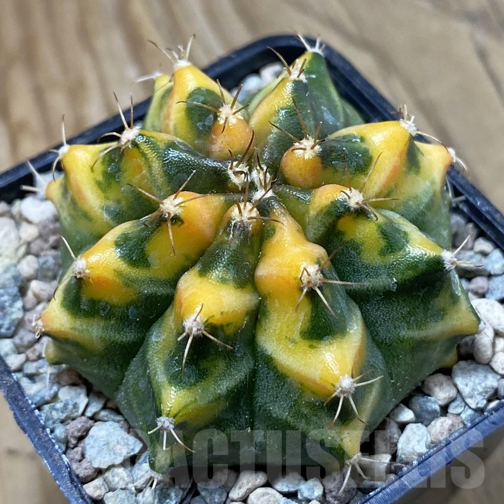SH23476 Gymnocalycium mihanovichii ‘Som Jeed'