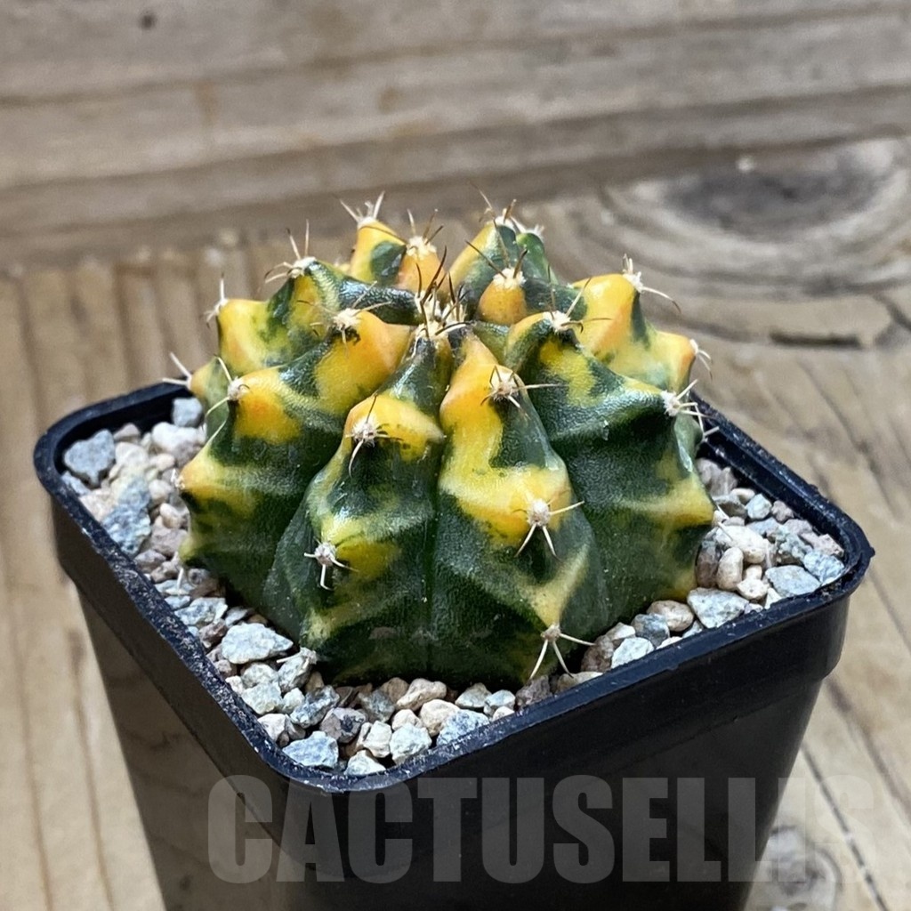 SH23476 Gymnocalycium mihanovichii ‘Som Jeed' - Obrázek 2