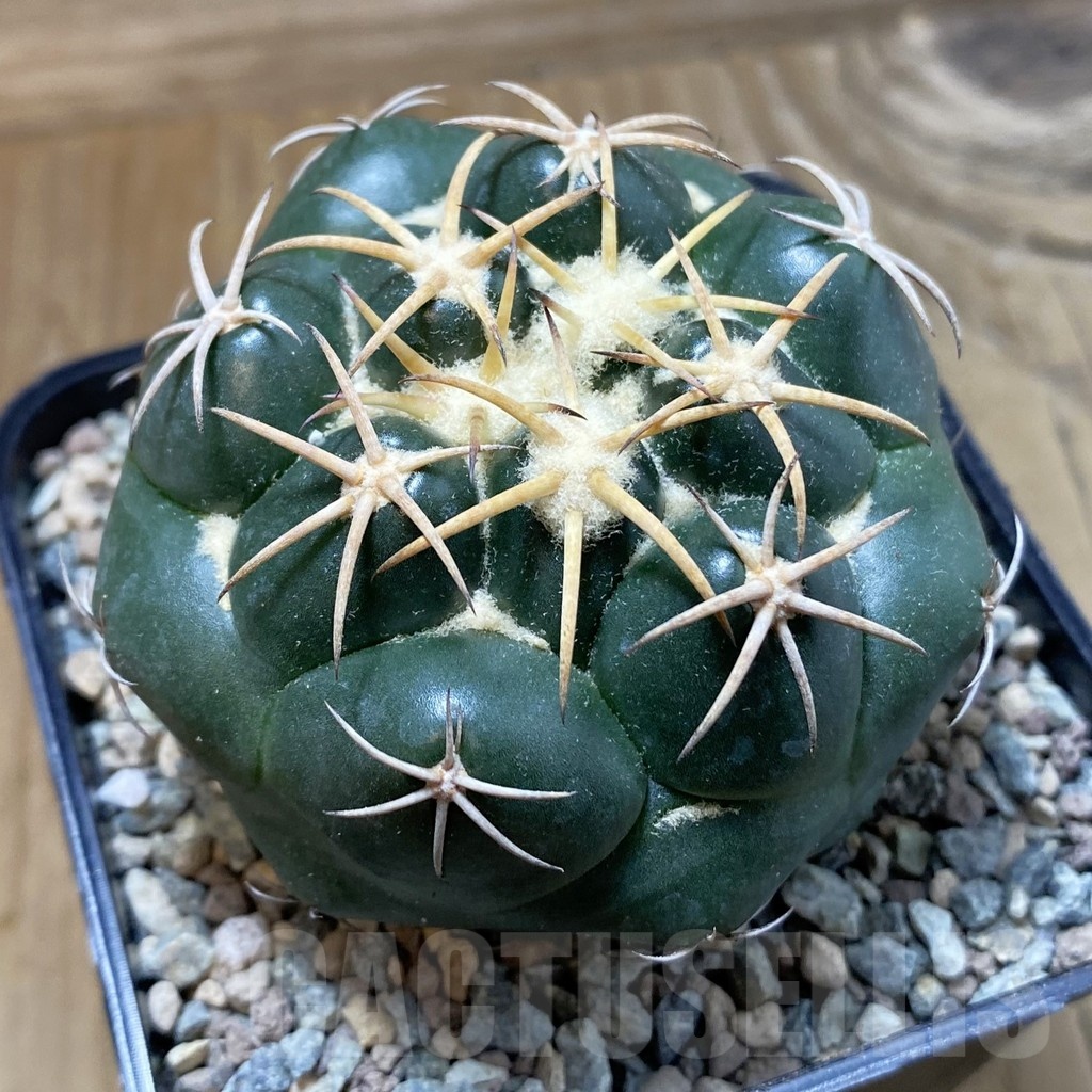 SH23411 Coryphantha elephantidens 'Purple Flower' - immagine 2