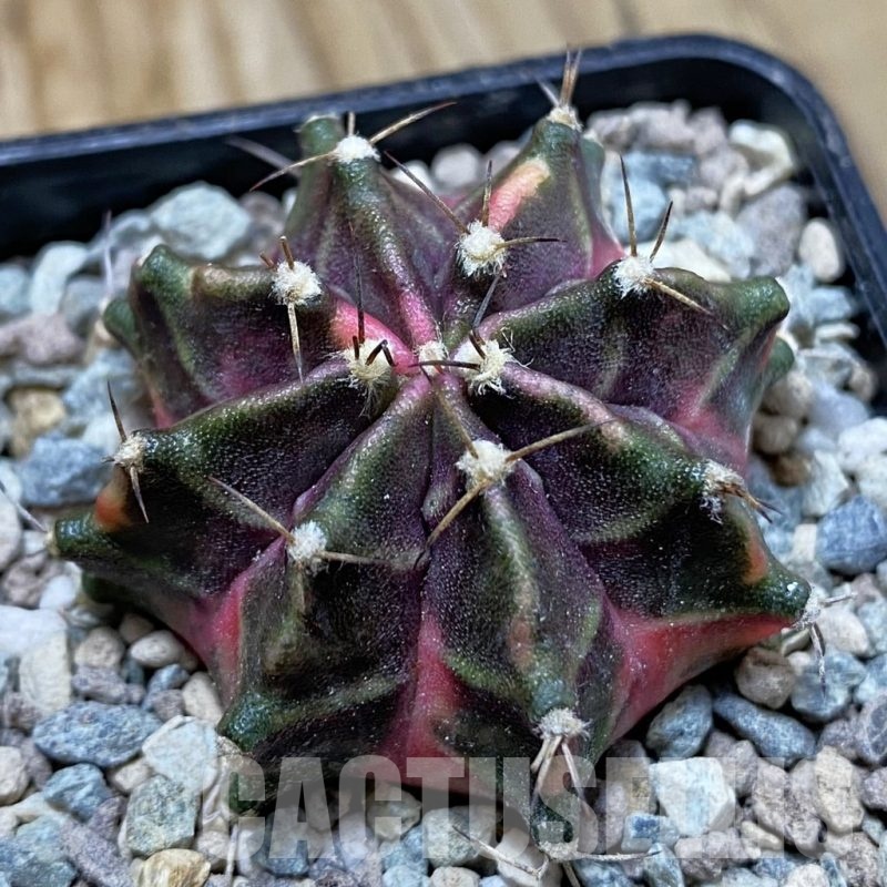 SH23478 Gymnocalycium mihanovichii 'Hell boy'