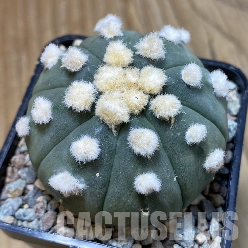 SH23418 Astrophytum asterias ‘Ooibo’