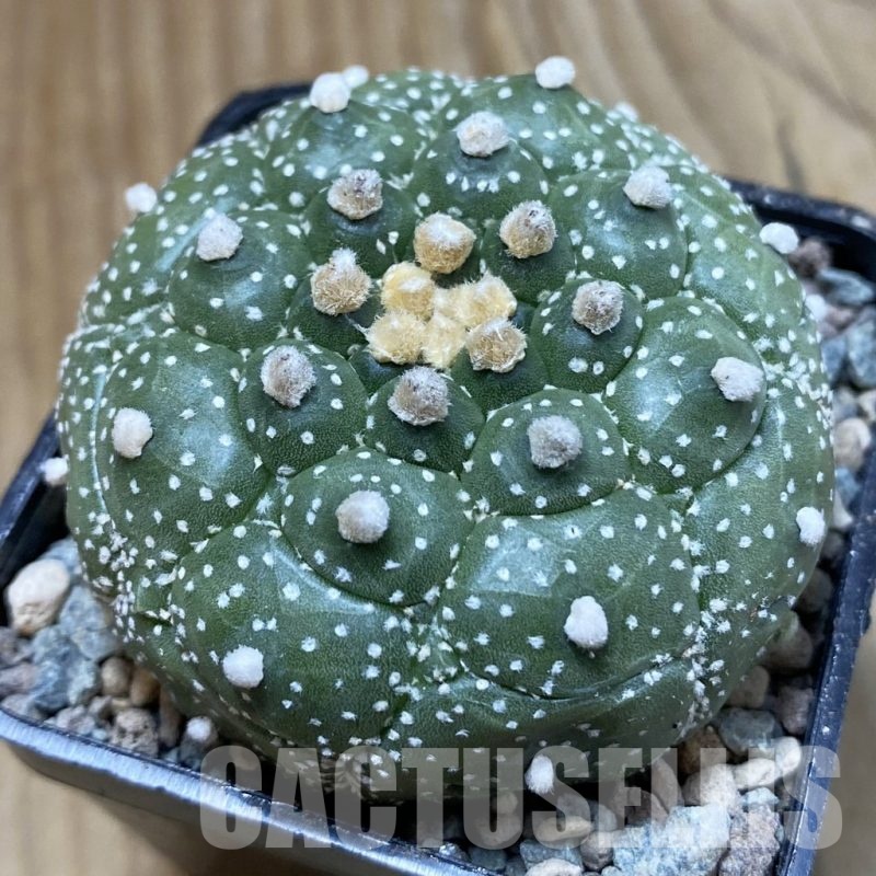 SH23419 Astrophytum asterias ‘Kikko’
