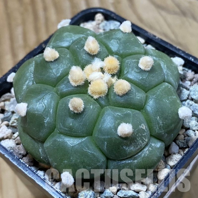 SH23420 Astrophytum asterias ‘Kikko’
