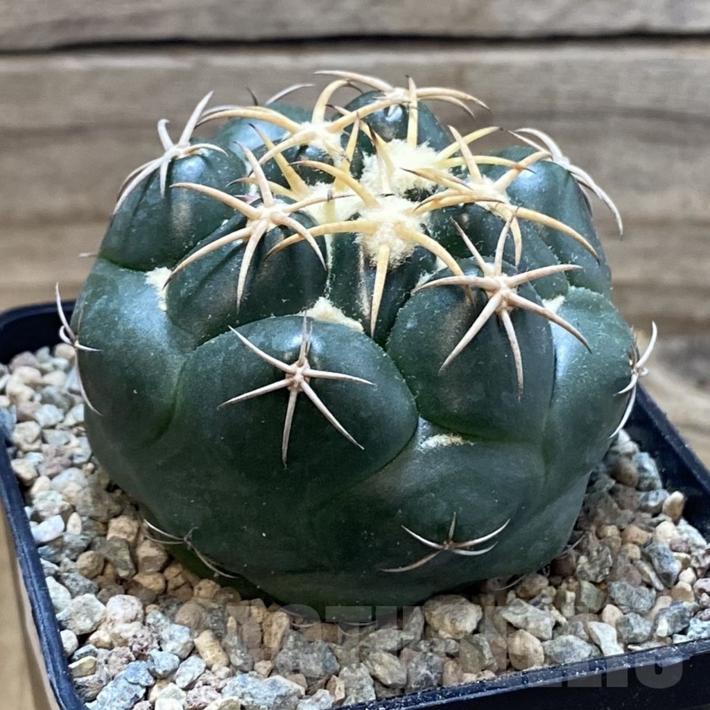 SH23411 Coryphantha elephantidens 'Purple Flower' - immagine 3